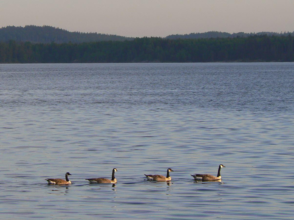 am Foxen See