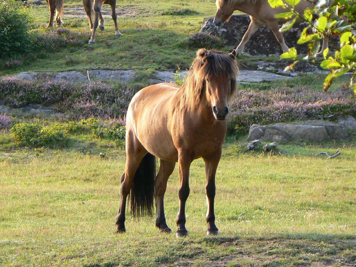 Pferde im Naturreservat