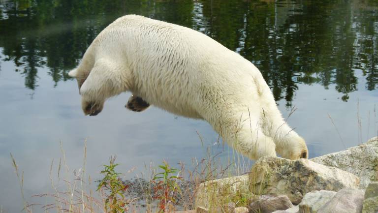 zu Besuch im Orsa Björnpark (Bärenpark)