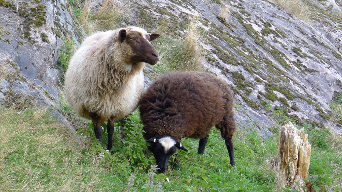 Schafe beim Hofladen in Röe