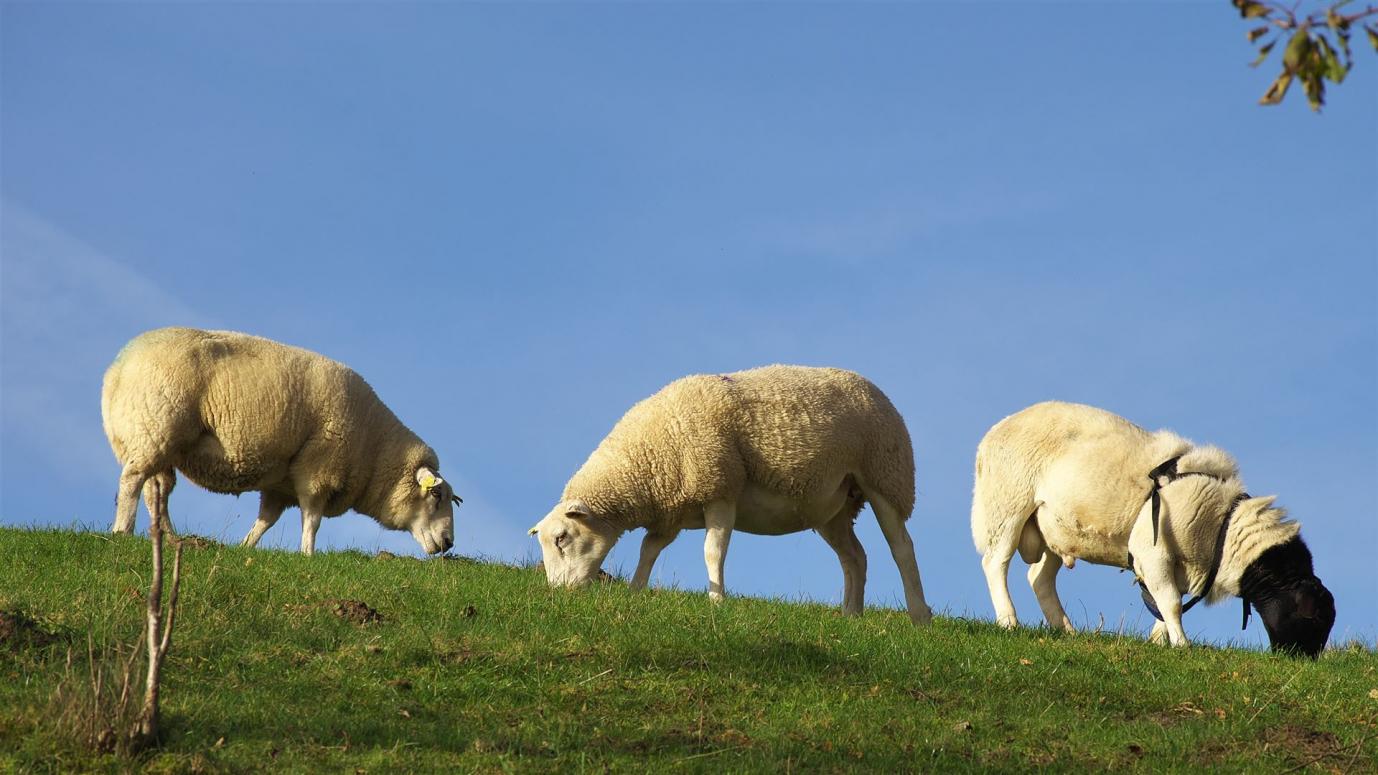 Schafe am Weg zu "Ales Stenar"