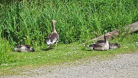 230530-027v Vojens - an der 