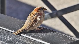 230904-102v Smögen - Verstärkung beim Mittagessen ... glaub' da träumt einer !